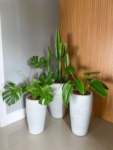 plantas para decoração 